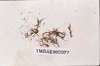 藏品(日本殘齒苔)的圖片